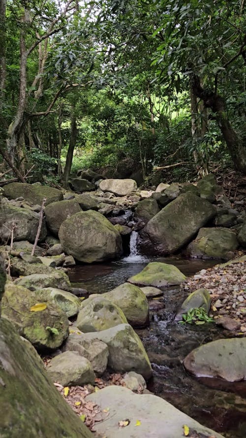 Rivière En Pleine Nature