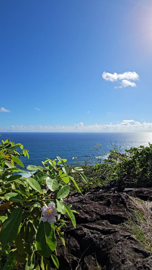 Fleurs et Vue Sur Mer