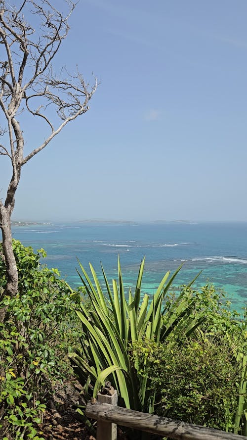 Vue sur mer en pleine nature