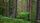 forest wallpaper