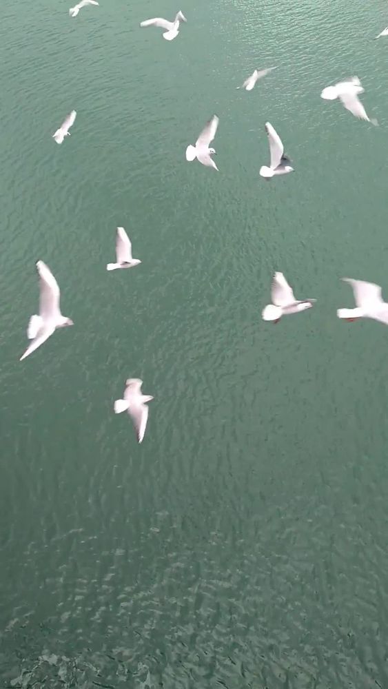 Bird Perspective Videos, Download The BEST Free 4k Stock Video Footage ...