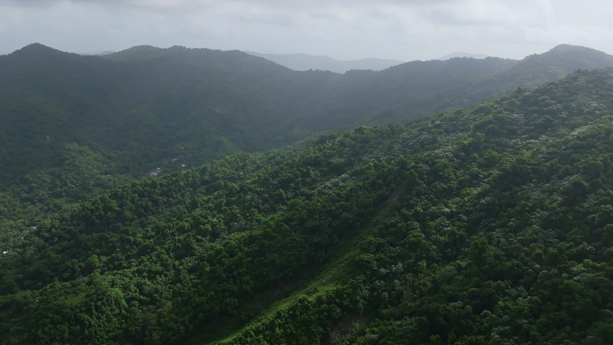 Aerial view of lush green mountains and lush green forest Free Stock ...