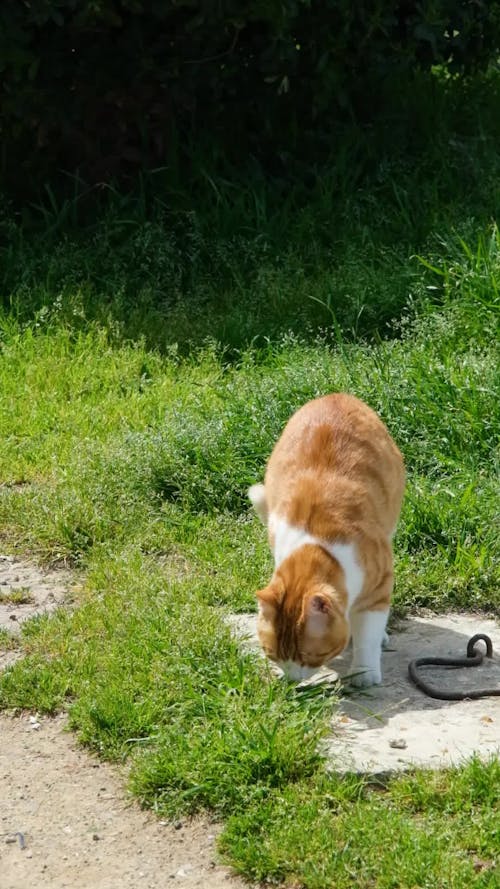 Sarman cat sniffing the grass