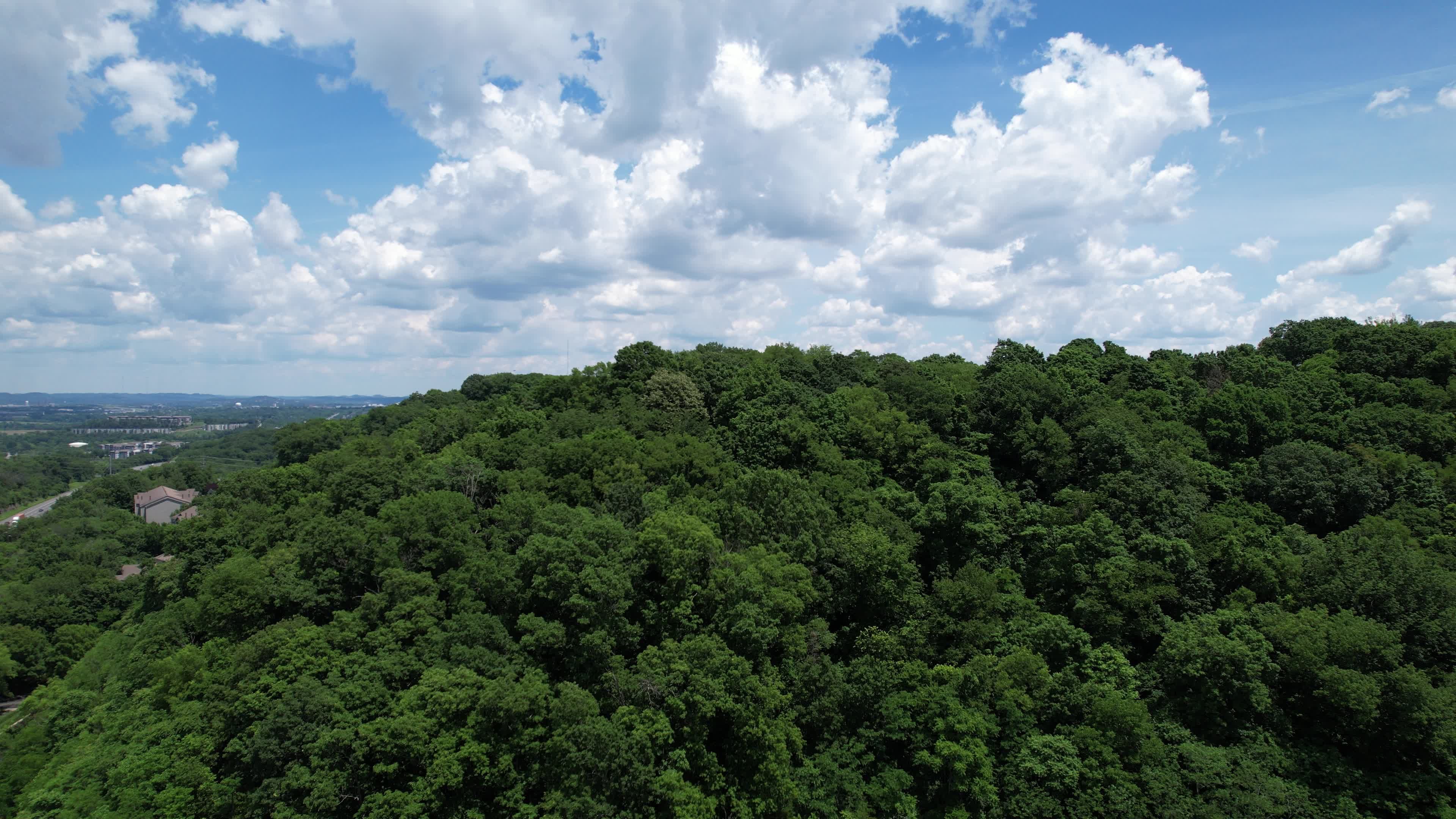 Tree Reveal Videos, Download The BEST Free 4k Stock Video Footage ...