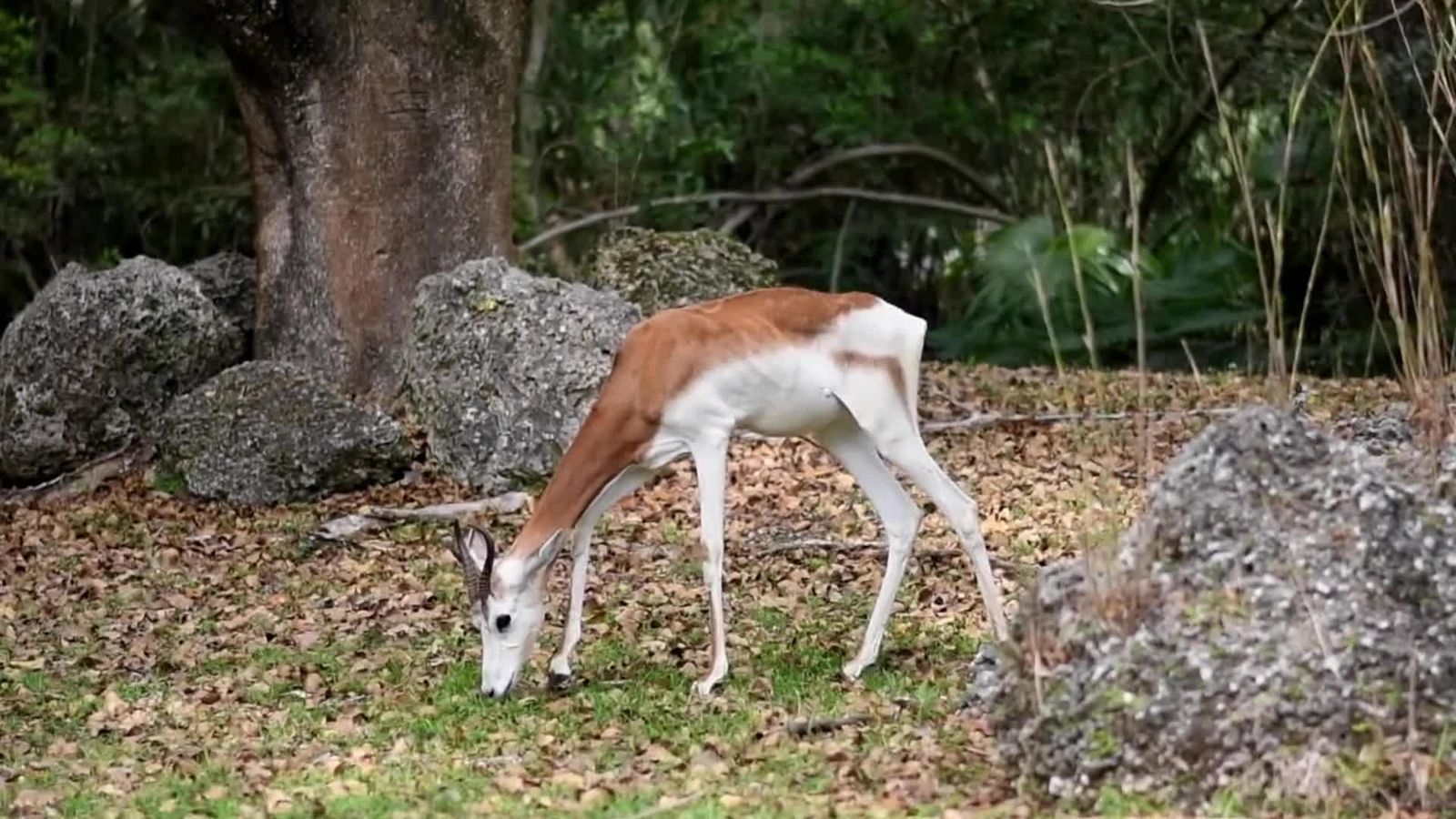 Gazelle Videos, Download The BEST Free 4k Stock Video Footage & Gazelle ...