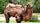animals videos
