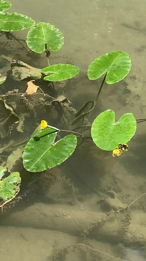 Nénuphars sur le canal