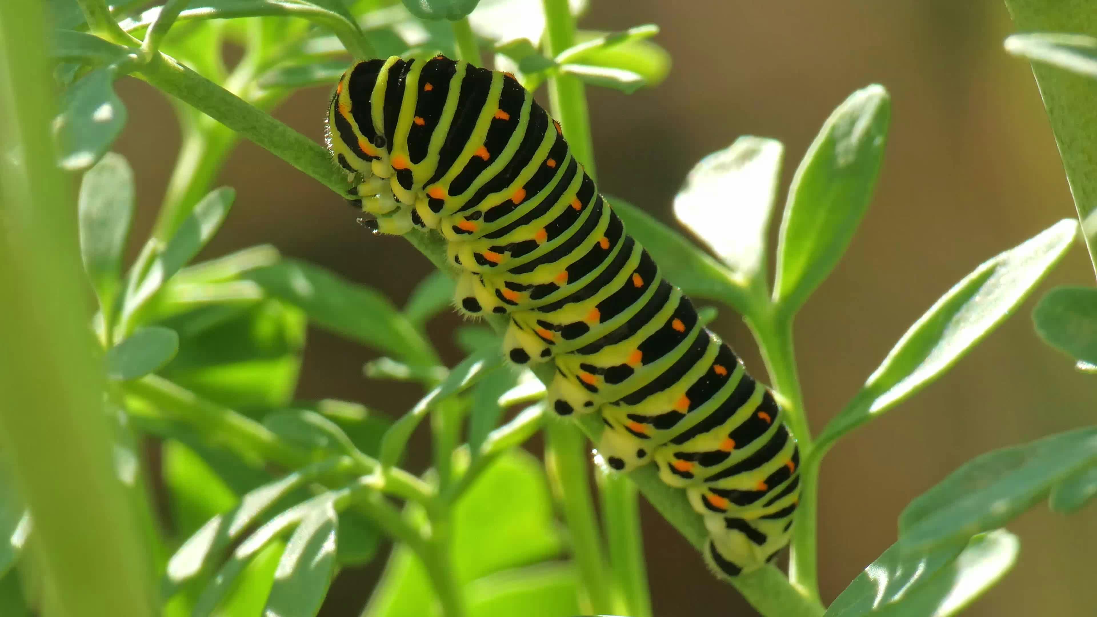 Oruga de mariposa Macaón Free Stock Video Footage, Royalty-Free 4K & HD  Video Clip