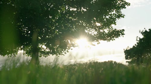 Summer Grass Wind Breeze Field Tree With Sunlight