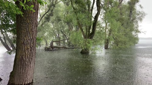 Orage & pluie sur les rives du lac
