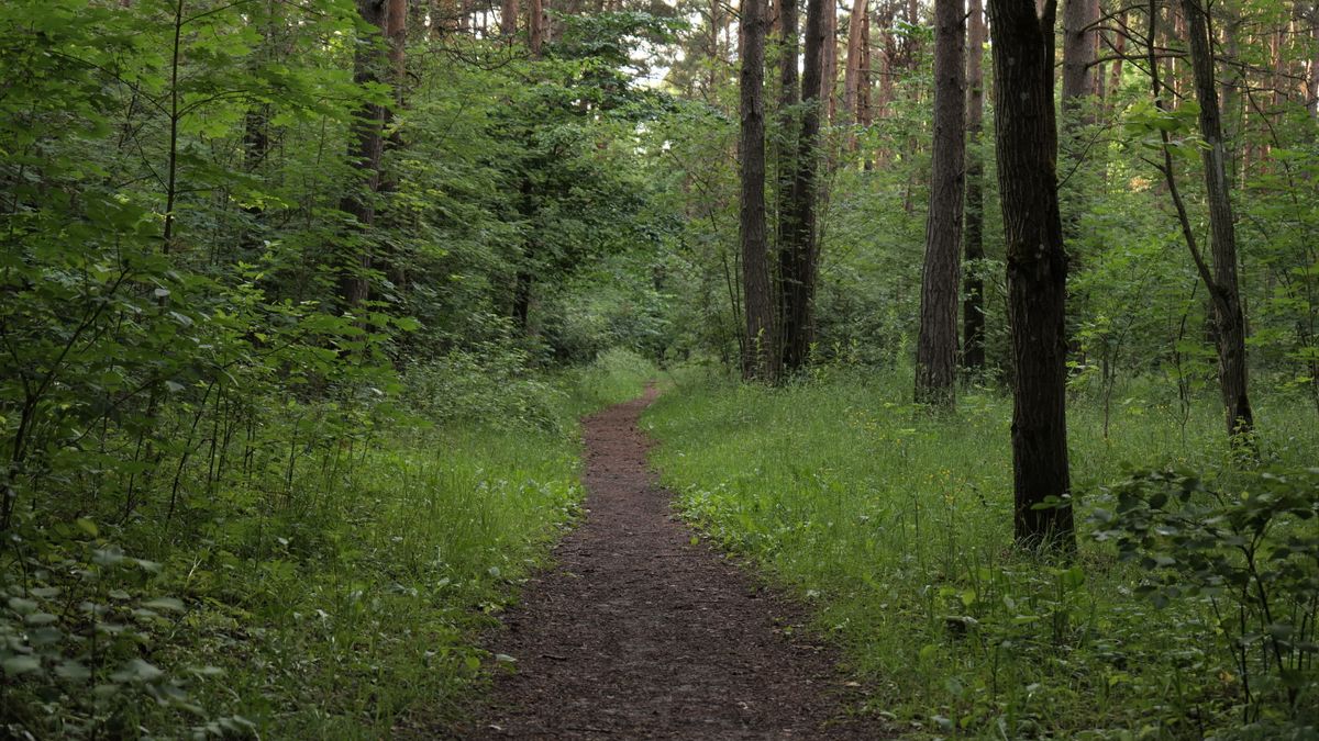 Lush Green Forest Pathway in Summer Free Stock Video Footage, Royalty ...