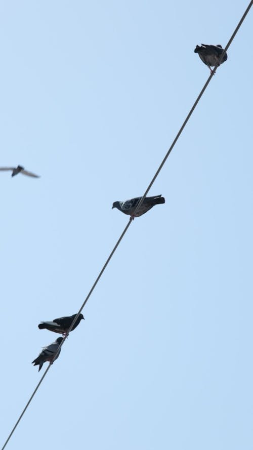 Pigeons Perched on a Wire
