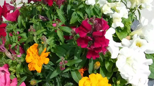 large potting flowers,