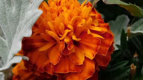 marigold blooms,