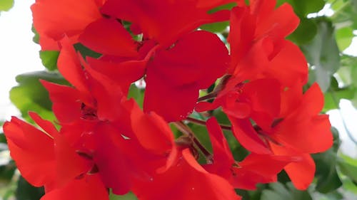 geranium blooming now, 