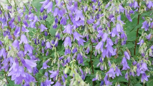 purple flowers,