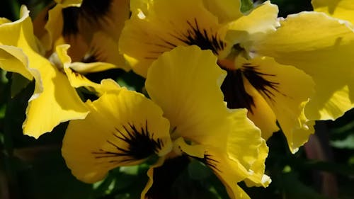 yellow pansies,