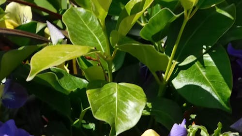 potting flowers, outdoors,