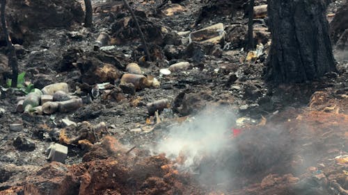 Forest fire and environmental disaster