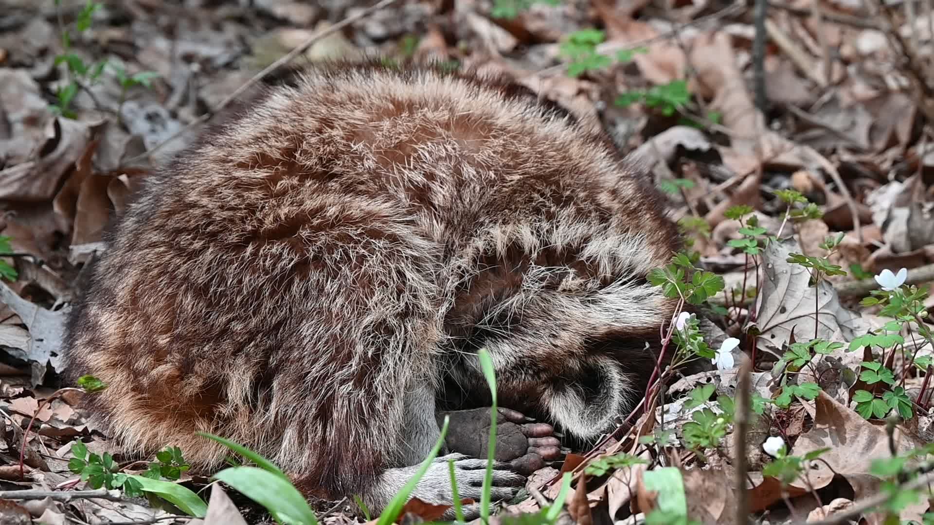 A raccoon sleeping in the woods Free Stock Video Footage, Royalty-Free ...