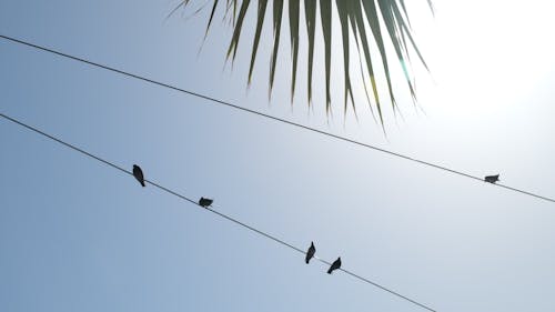 Blue sky and pigeons