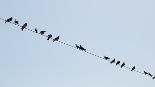 Pigeons hovering on the wire