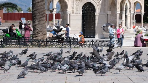 Flock of Pigeons in a Historic Place
