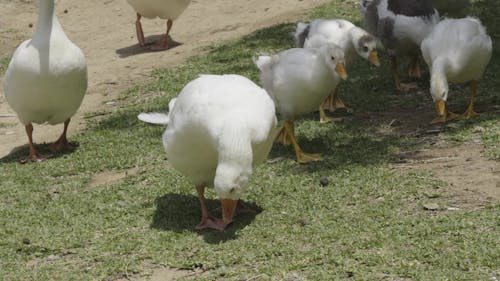 cute geese