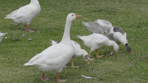 cute geese on the grass