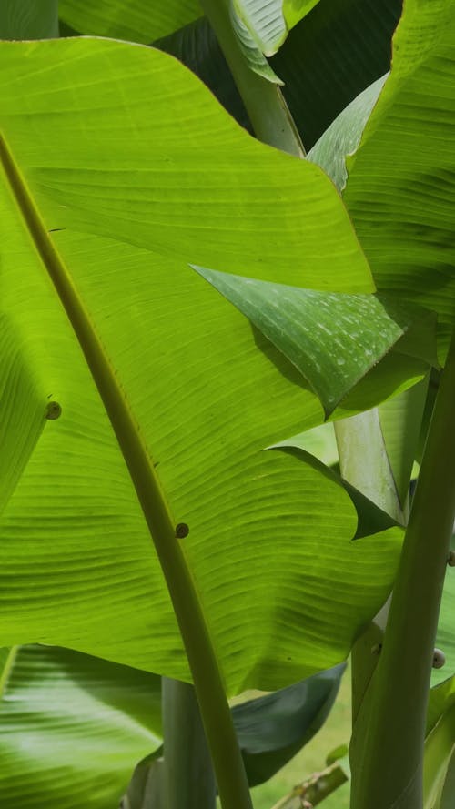 palm leaf background