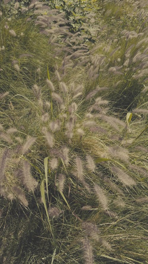 wild summer plants swaying in the wind