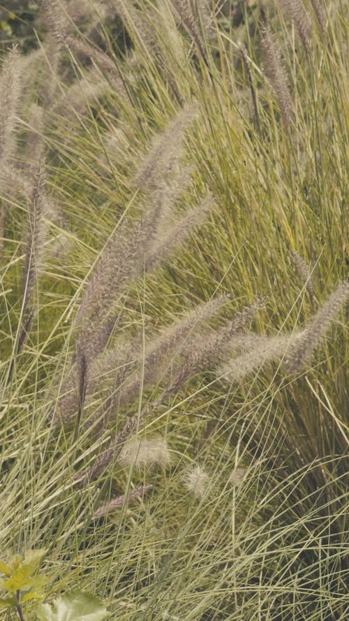 wild summer plants swaying in the wind