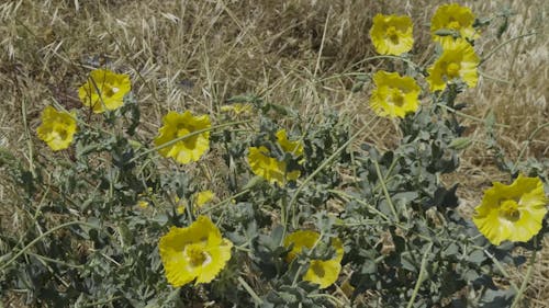 yellow flowers in the grass	