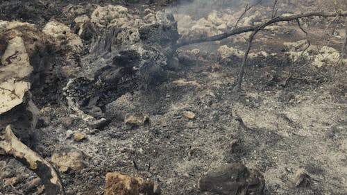 Forest fire and environmental disaster