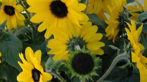 Sunflowers,