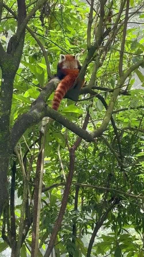 Red Panda