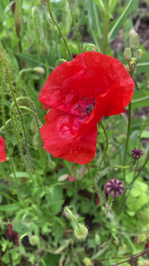 Wild summer flowers & herbs (poppy)