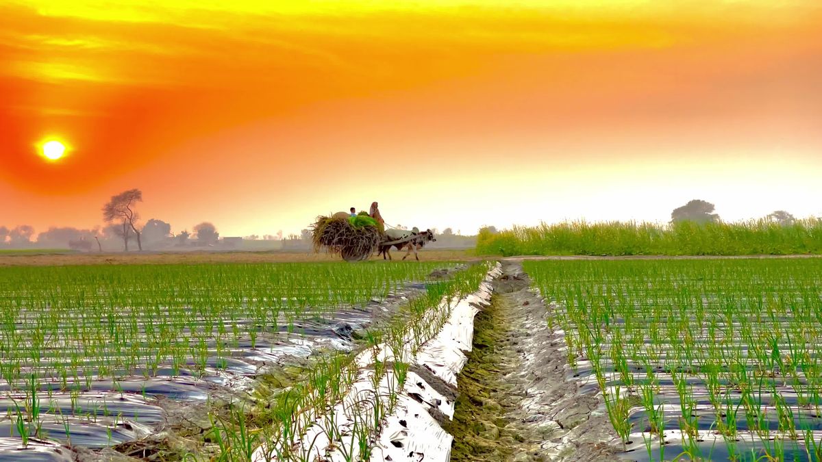 Sun Rice Plant Sun Rice Videos, Download The BEST Free 4k Stock Video Footage & Sun ...