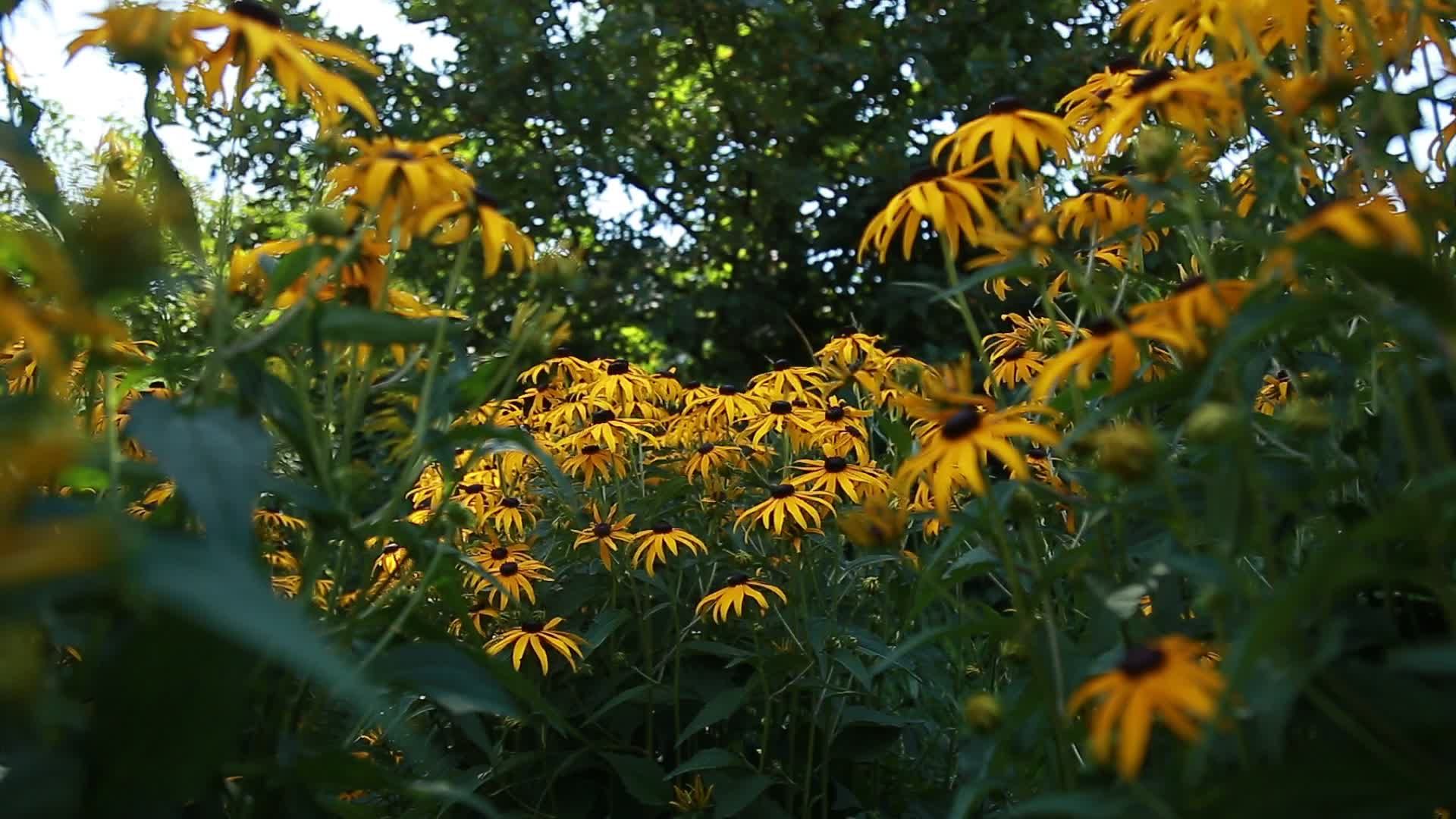 A field of black eyed susans in bloom Free Stock Video Footage, Royalty ...