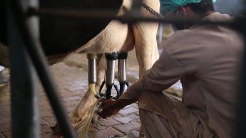 Milking a cow with machines - Pakistan