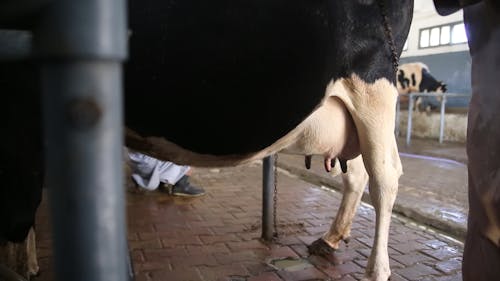 Operator fixing milking machine on cow - Pakistan