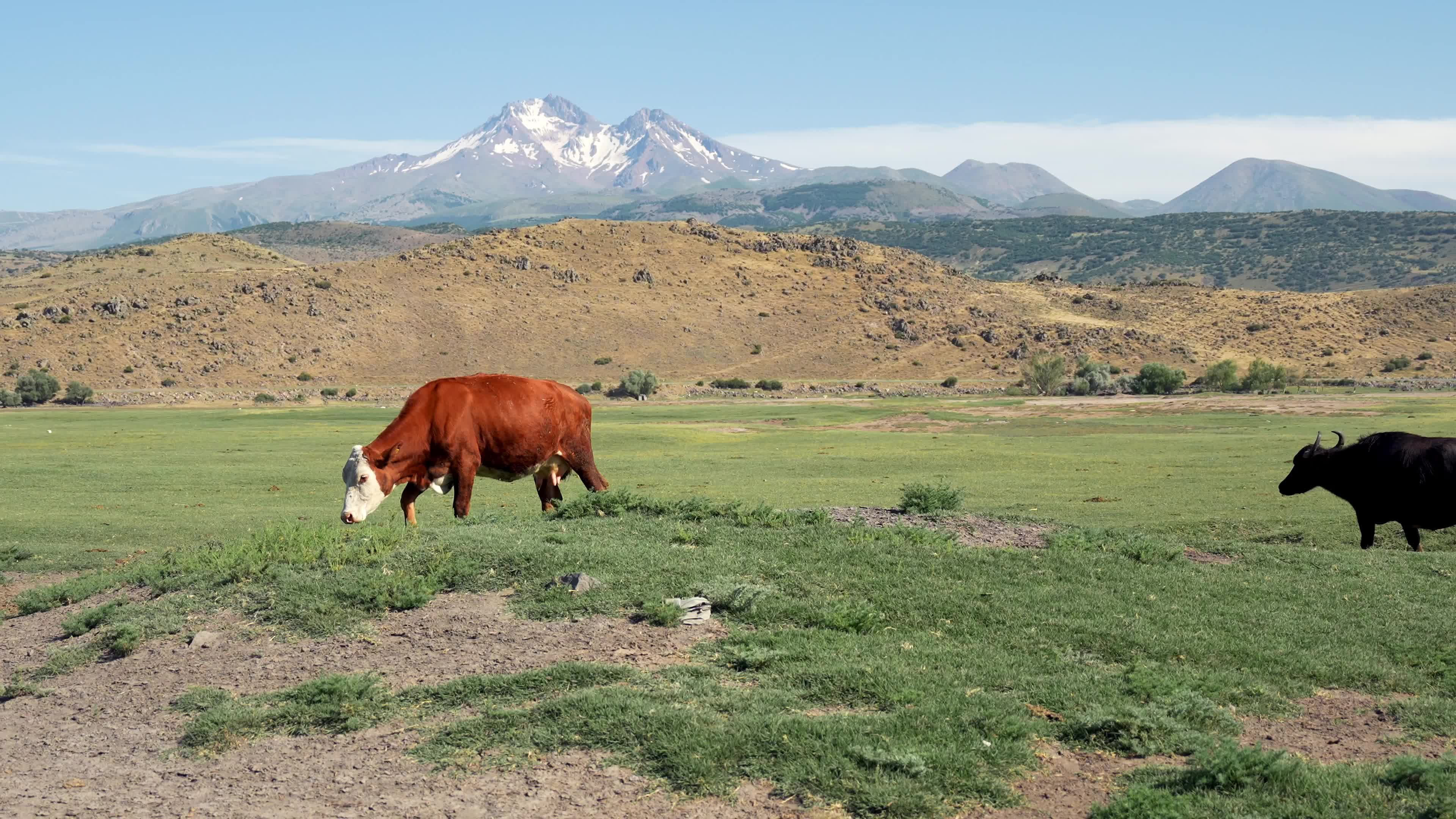 Two cows grazing in a field with mountains in the background Free Stock ...