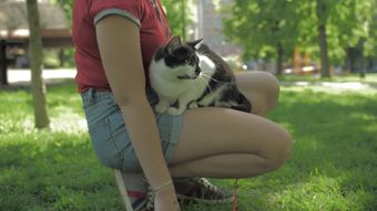 人和宠物视频素材免费下载视频素材