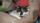 cat face