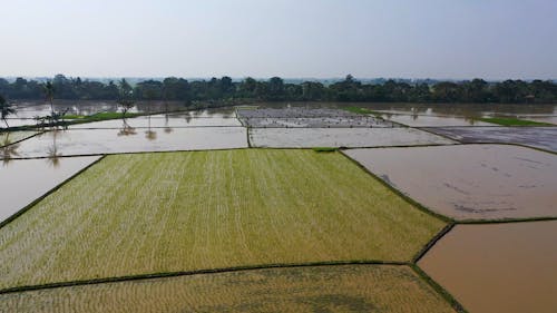 Drone Footage Of A Rice Fields