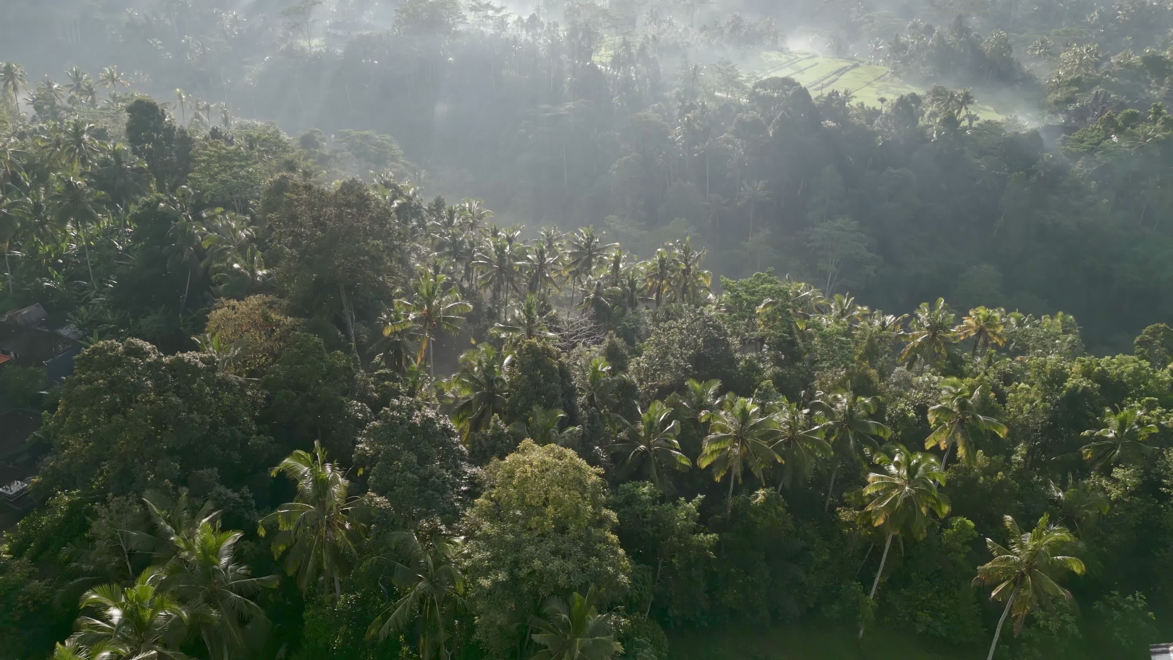 aerial view of a tropical jungle with fog and trees 26829790 — free pexels stock footage