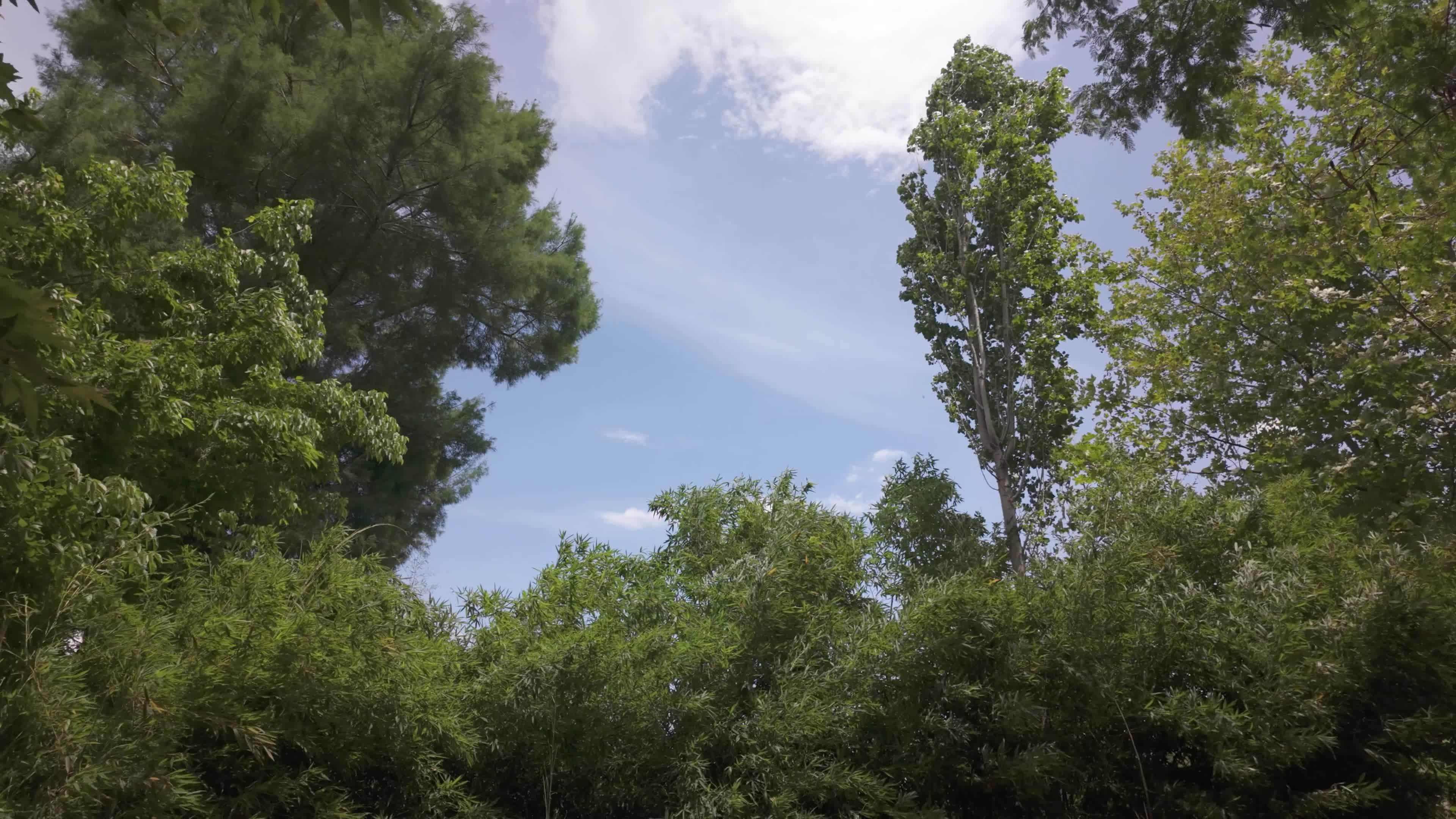 Video by Engin Akyurt