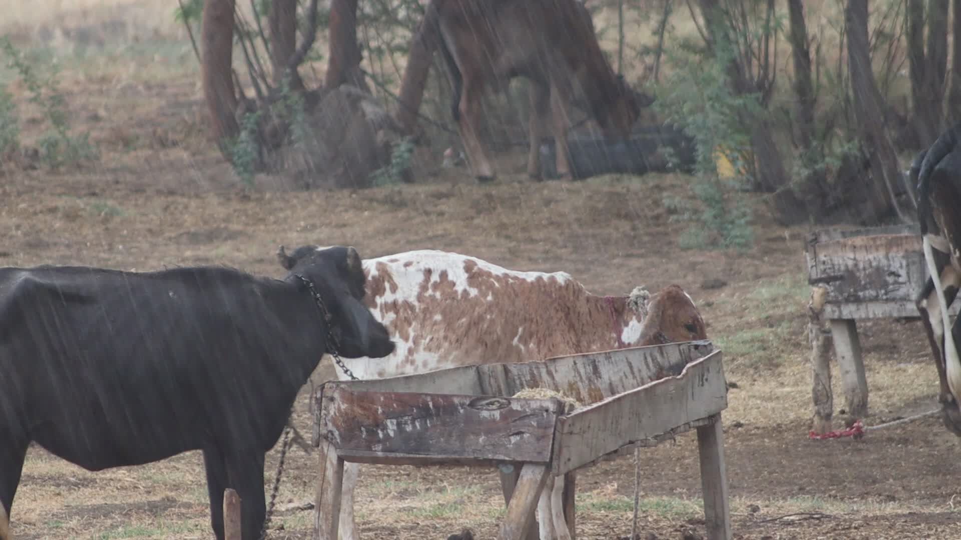Rain and cows Free Stock Video Footage, Royalty-Free 4K & HD Video Clip
