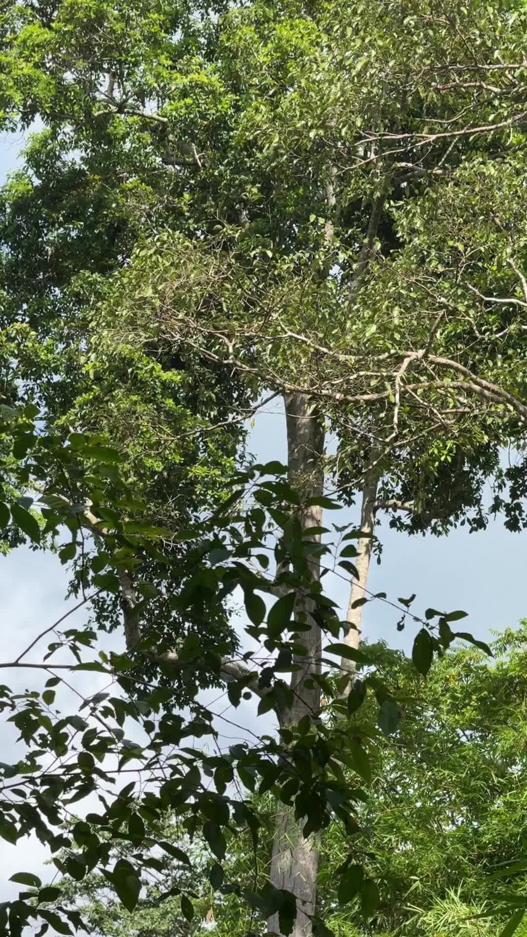 a tree with a bird on it in the jungle 26845205 — free pexels stock footage
