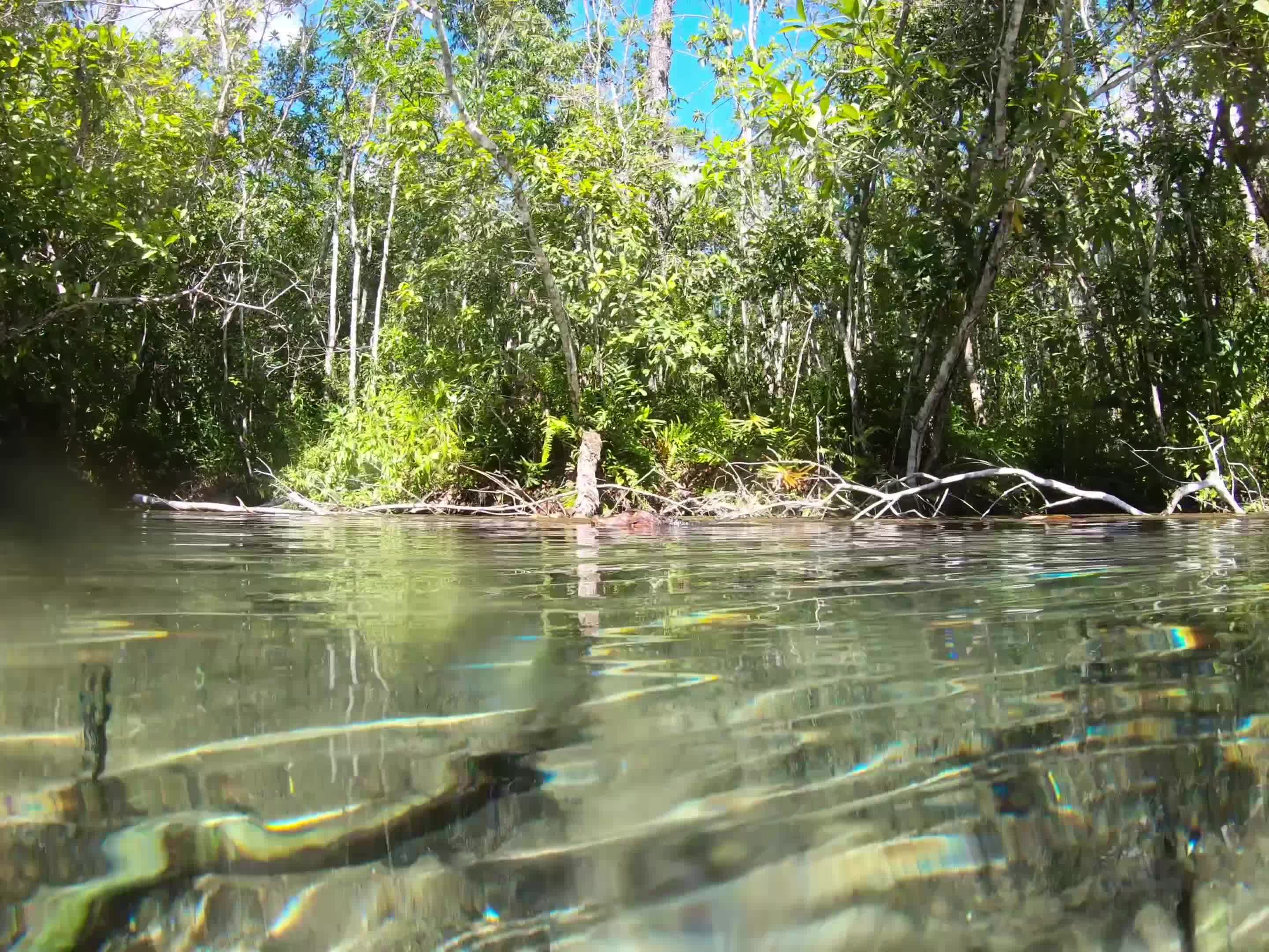 a tree is underwater and the water is clear 26861311 — free pexels stock footage